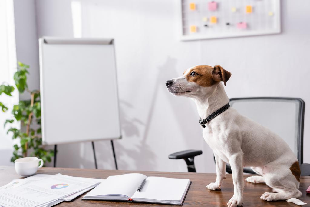 Focus selettivo del jack russell terrier seduto vicino al notebook e alle carte sul tavolo dell'ufficio  - Foto, immagini