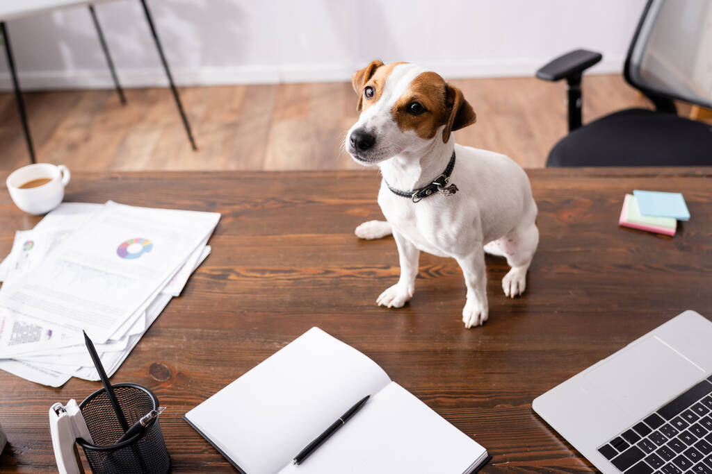 Enfoque selectivo de jack russell terrier sentado cerca de la computadora portátil y papelería en la mesa en la oficina  - Foto, imagen