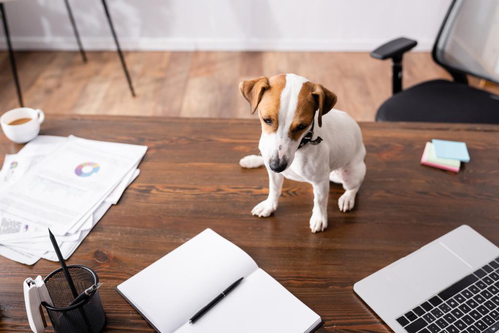 Selektywne skupienie uwagi Jacka Russella Terriera odwracając wzrok siedząc obok laptopa, notebooka i papierów na stole biurowym  - Zdjęcie, obraz