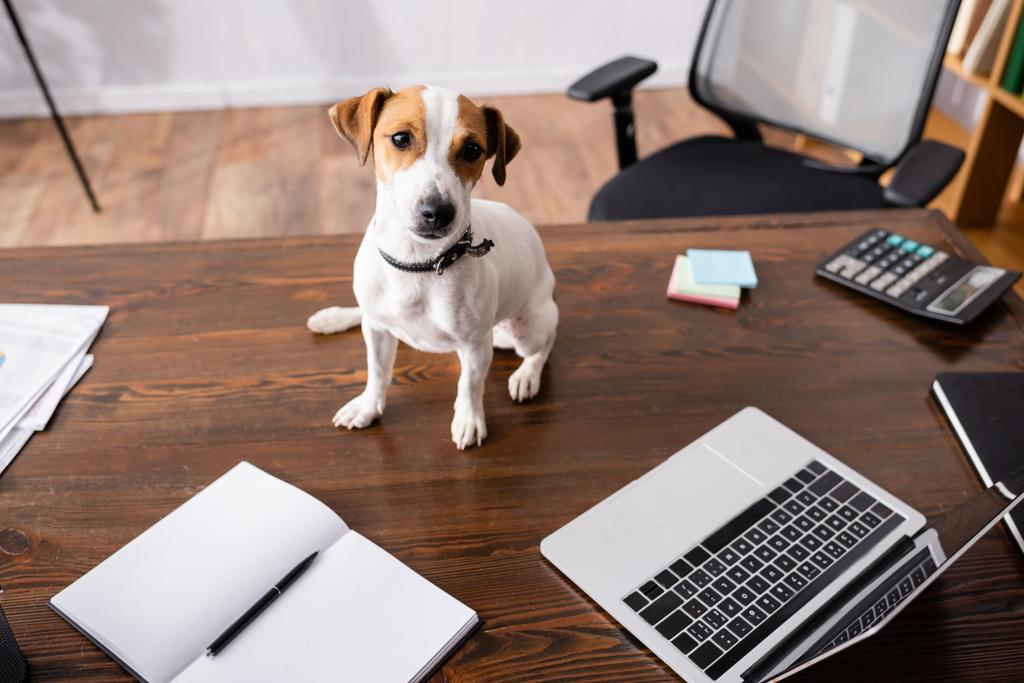 Selectieve focus van jack russell terrier op zoek naar camera in de buurt van notebook en laptop op tafel in kantoor  - Foto, afbeelding