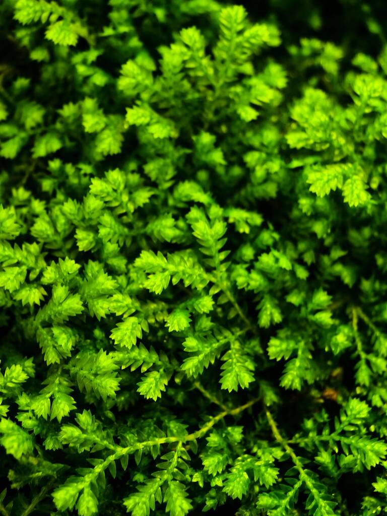 helecho hojas fondo verde  - Foto, Imagen