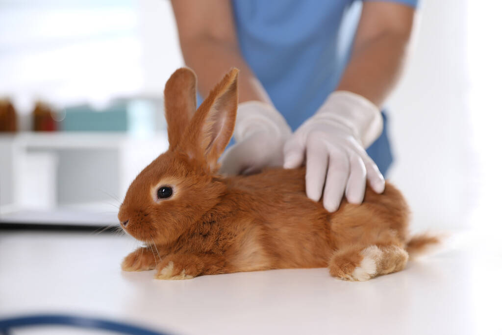 Tierarzt untersucht Kaninchen in Klinik, Nahaufnahme - Foto, Bild