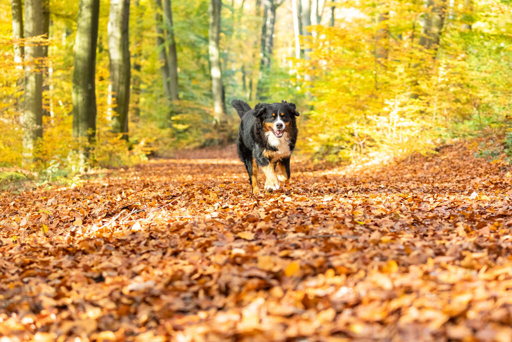 Un joli chien de montagne bernois qui court dans un parc - Photo, image