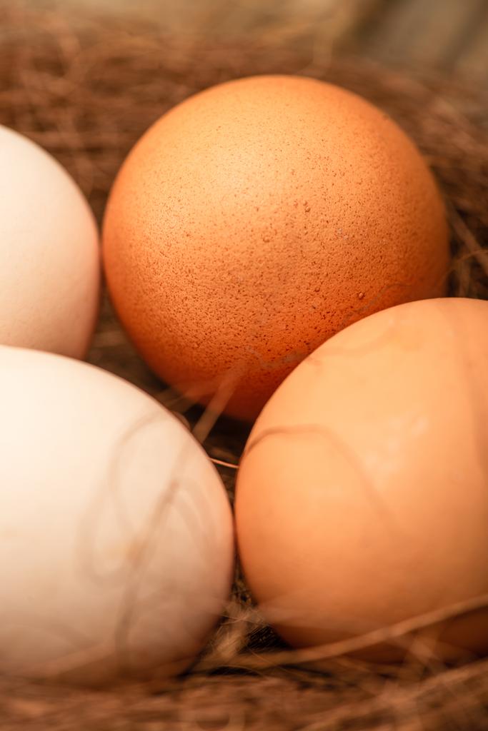 巣の中の新鮮な鶏の卵を間近で見ることができます - 写真・画像