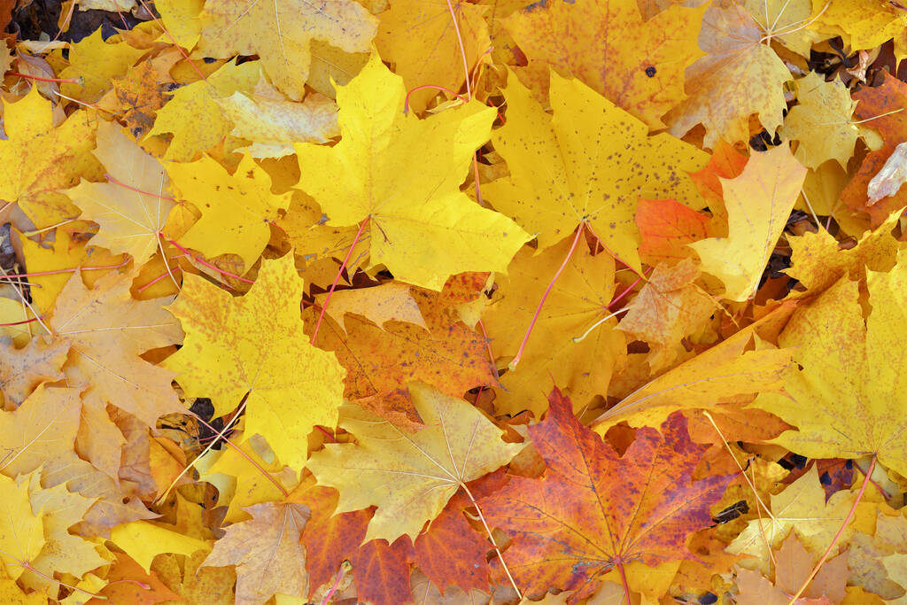 Goldener Herbst, schöner Hintergrund aus orangen Blättern - Foto, Bild