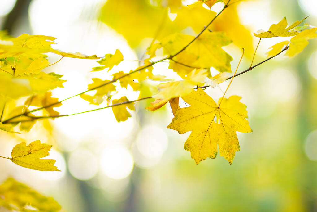 Hojas de arce en bosque de otoño. Rama de árboles con hojas otoñales. Hojas de arce amarillentas sobre un fondo borroso. Fondo de naturaleza otoñal con bokeh. Enfoque muy superficial - Foto, Imagen