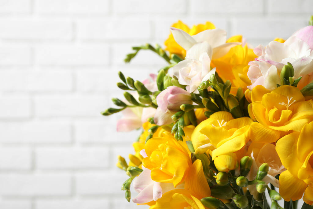 Krásné kvetoucí freezie proti bílé cihlové zdi - Fotografie, Obrázek