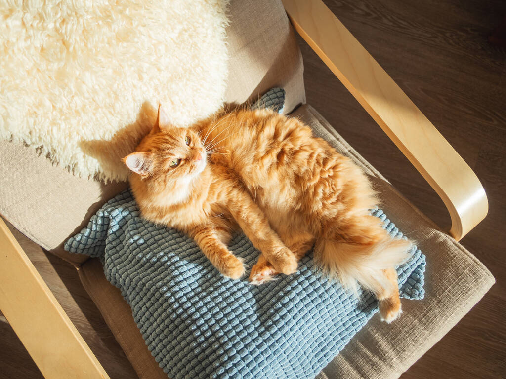 Horní pohled na roztomilou zrzavou kočku ležící na polštáři. Chlupatý mazlíček spí na židli. Útulný dům osvětlený sluncem.  - Fotografie, Obrázek