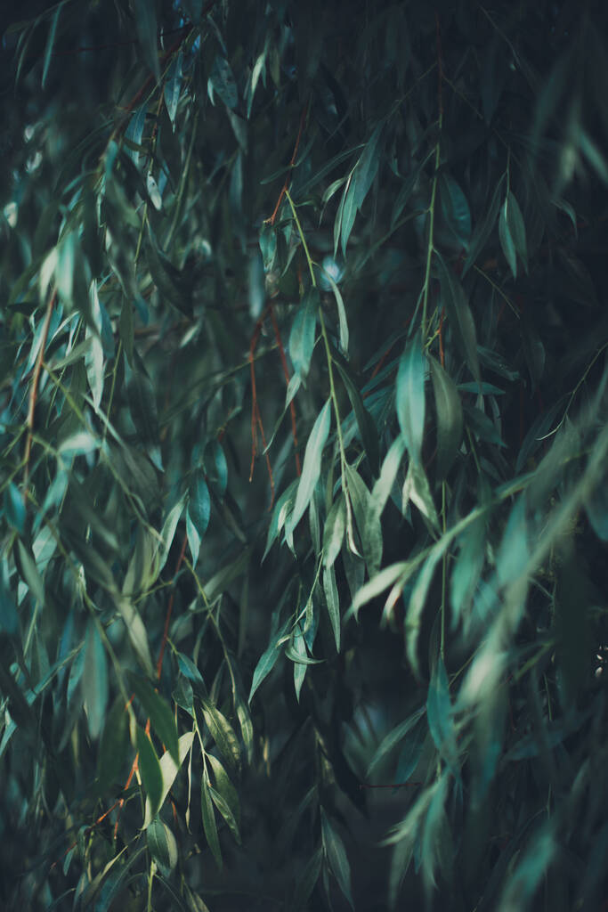 Dunkelgrüne Blätter, abstrakter natürlicher Hintergrund, Natur-Blatt-Textur - Foto, Bild