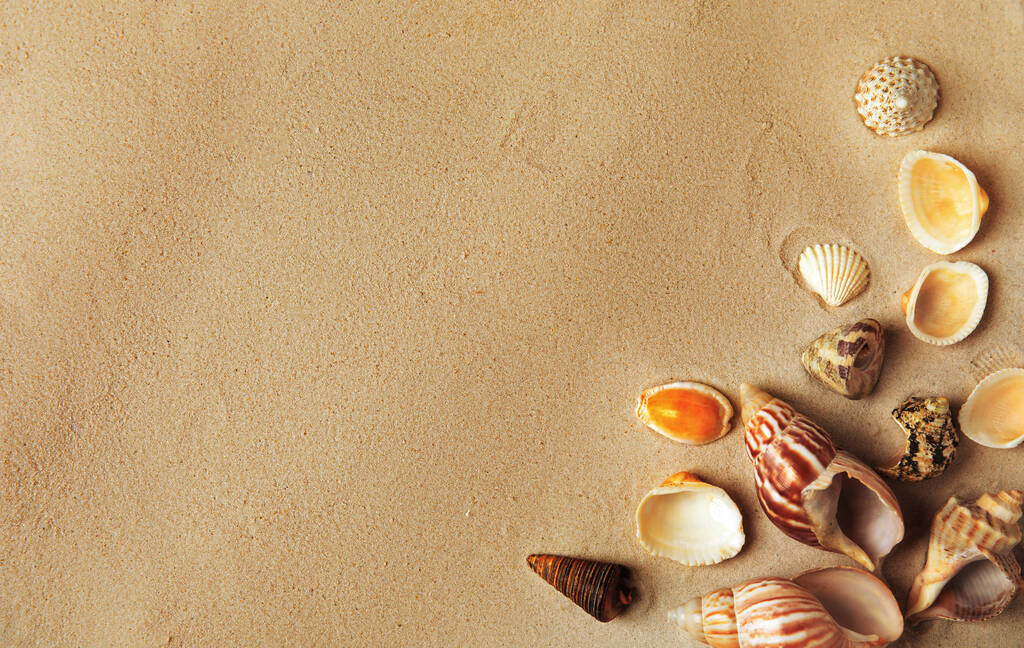 Různé krásné mořské mušle na písku, ploché ležely. Mezera pro text - Fotografie, Obrázek