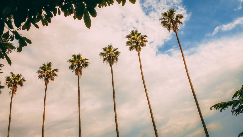 Niski kąt strzał wysokich palm pod zachmurzonym błękitnym niebem - Zdjęcie, obraz