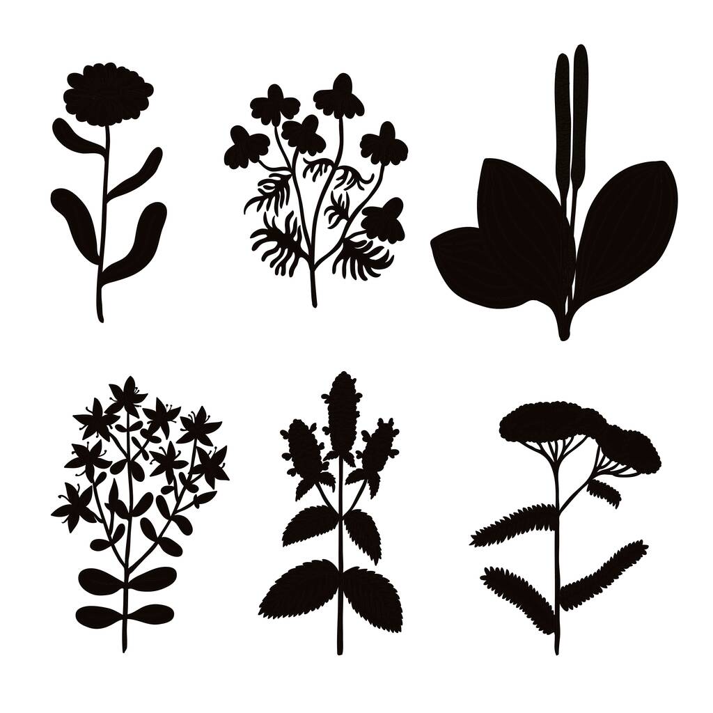 Grand ensemble de silhouette originale vintage d'herbes médicinales. - Vecteur, image