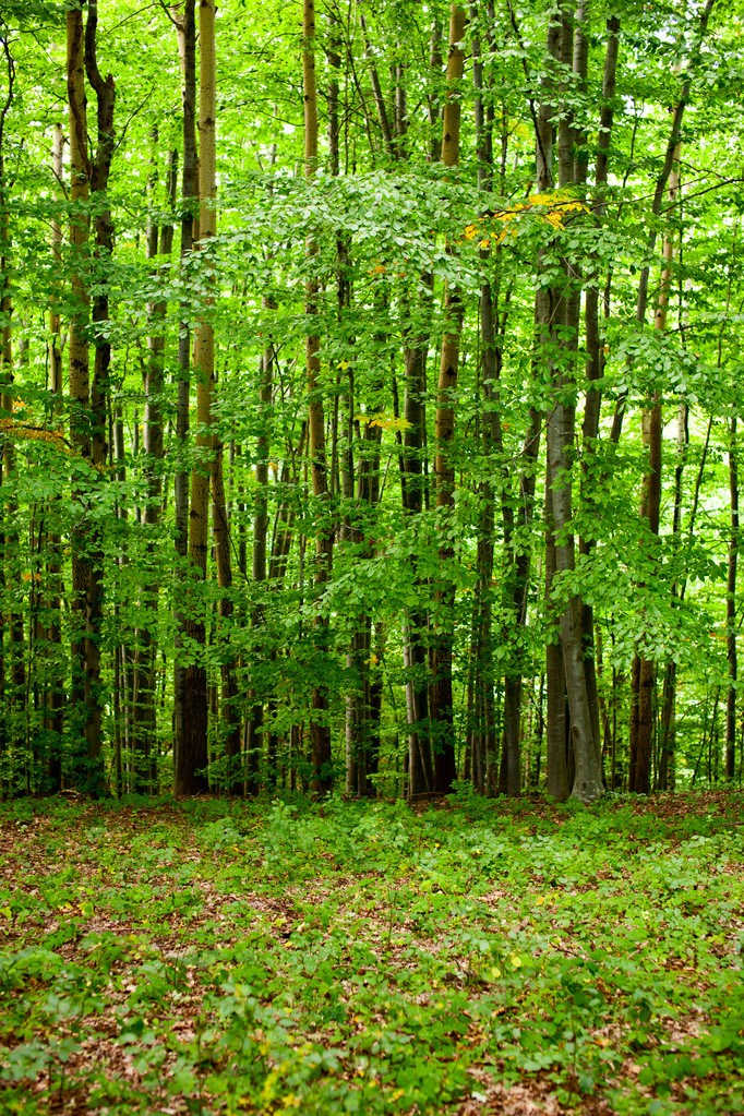 mladí bukového lesa - Fotografie, Obrázek
