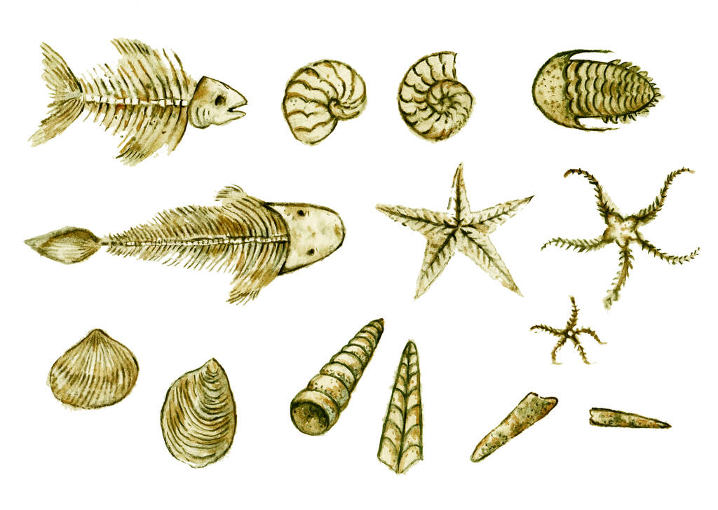 Set von handgezeichneten Muscheln, Ammoniten, Trilobiten und anderen fossilen Tieren - Foto, Bild