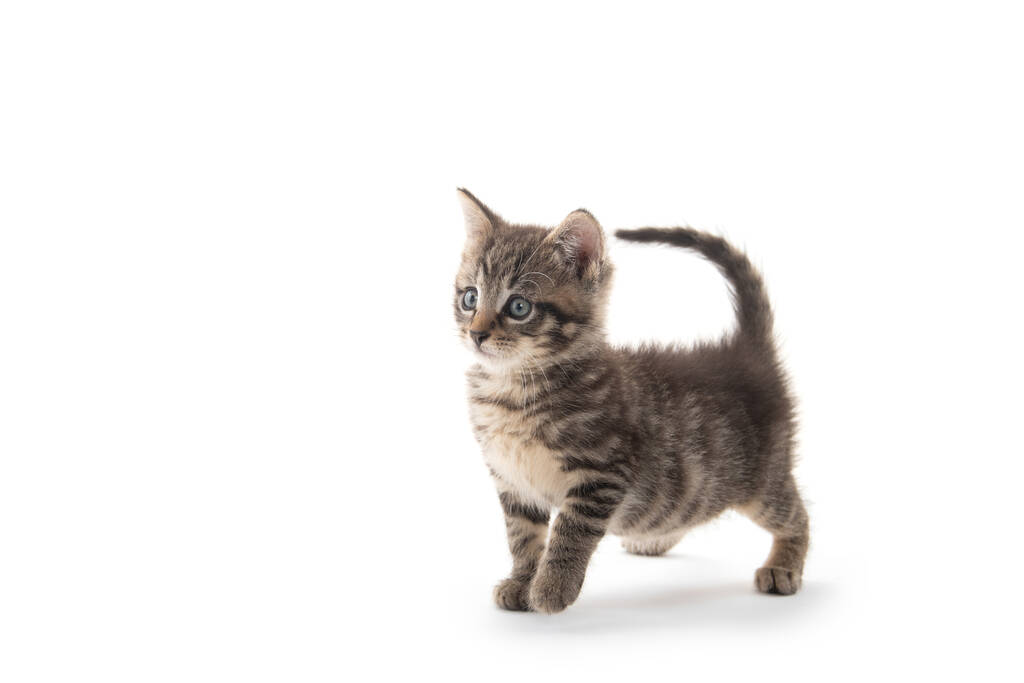 carino bambino tabby gattino isolato su sfondo bianco - Foto, immagini