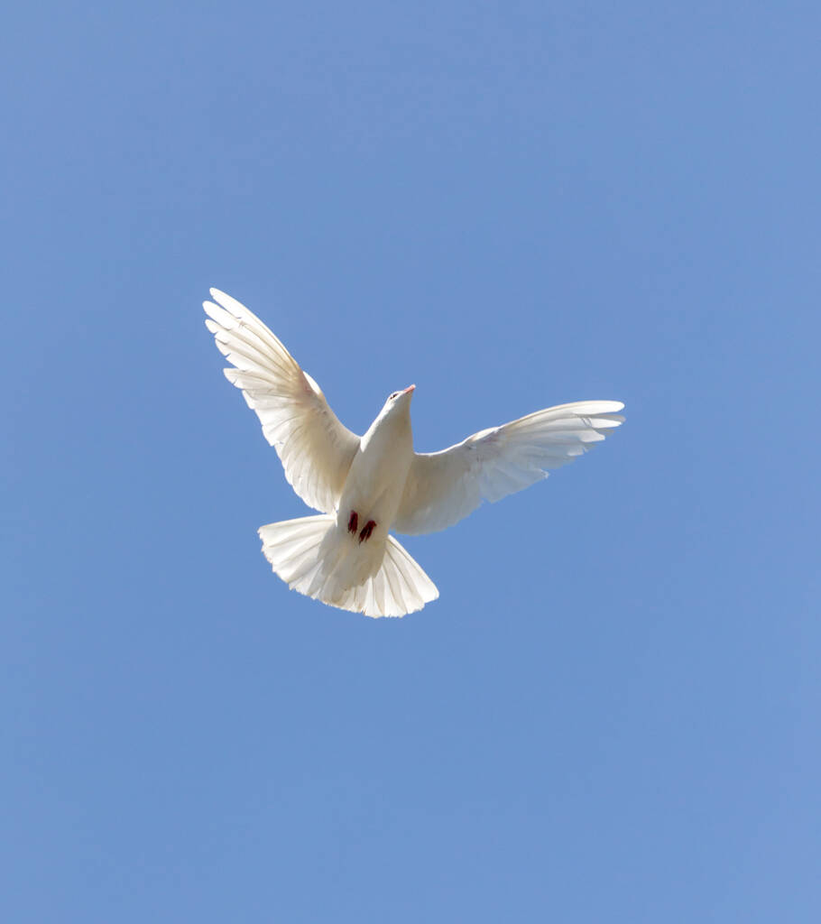white dove on a blue sky . In the park in nature - Photo, Image