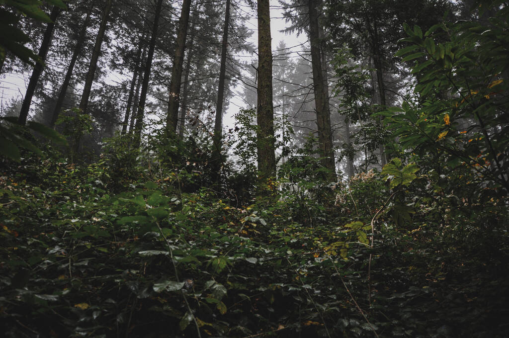 Um tiro de baixo ângulo de árvores cobertas com nevoeiro na floresta em Morvan, França - Foto, Imagem