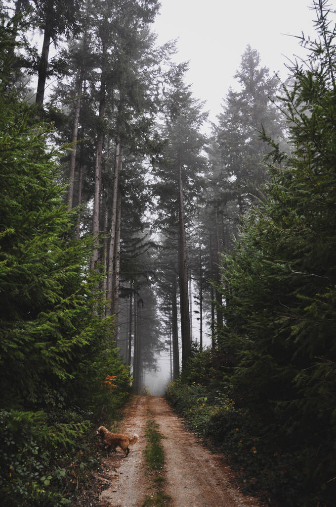 Vertikální záběr lesní cesty pokryté mlhou v Morvan, Francie - Fotografie, Obrázek