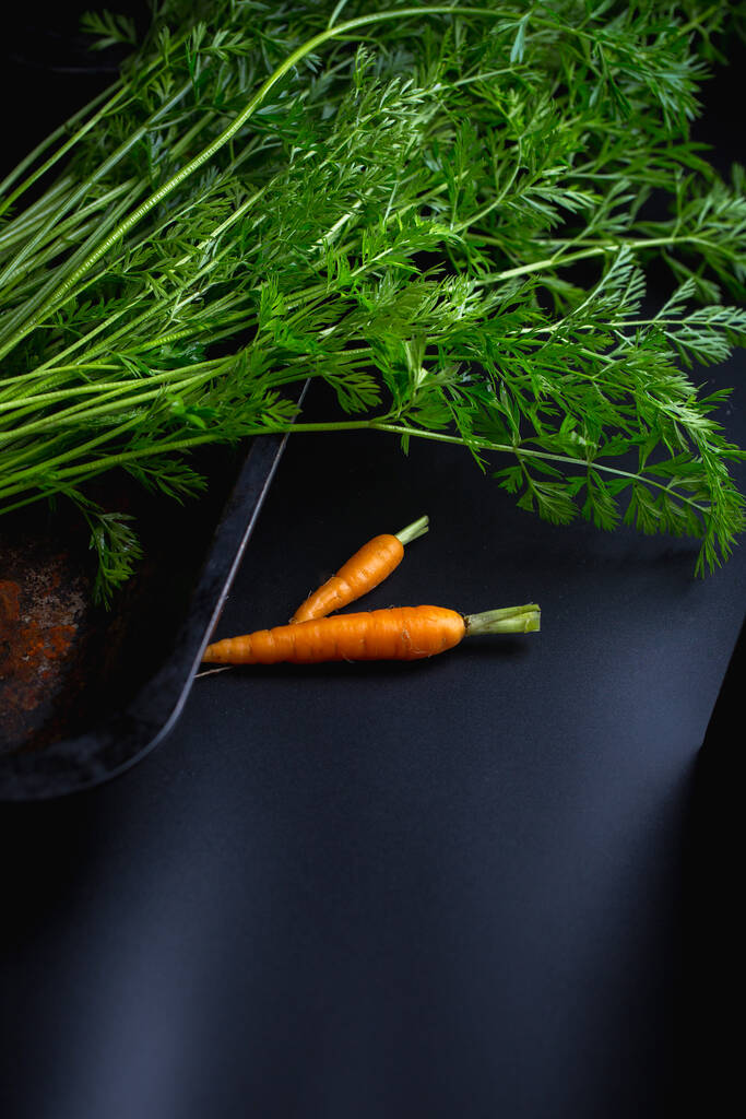 dużo młodych marchewek na ciemnym tle, świeże warzywa korzeniowe na stole w Vigetorian - Zdjęcie, obraz