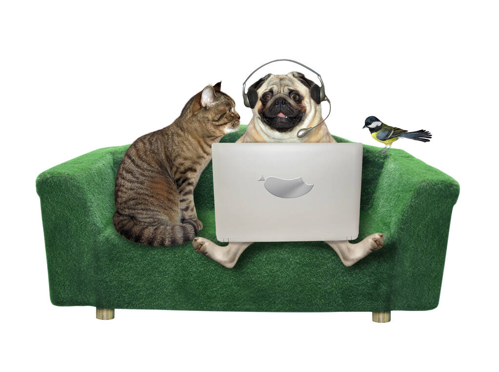 Собака-мопс в наушниках и кошка сидят на диване и используют ноутбук. Рядом с ними птица. Белый фон. Isolated. - Фото, изображение