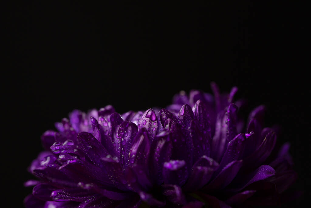 黒地に露が落ちる紫色の菊 - 写真・画像