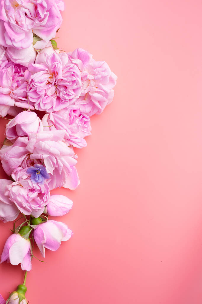  różowy świeży zapach róż wokół różowego tła. romantyczna i piękna koncepcja - Zdjęcie, obraz