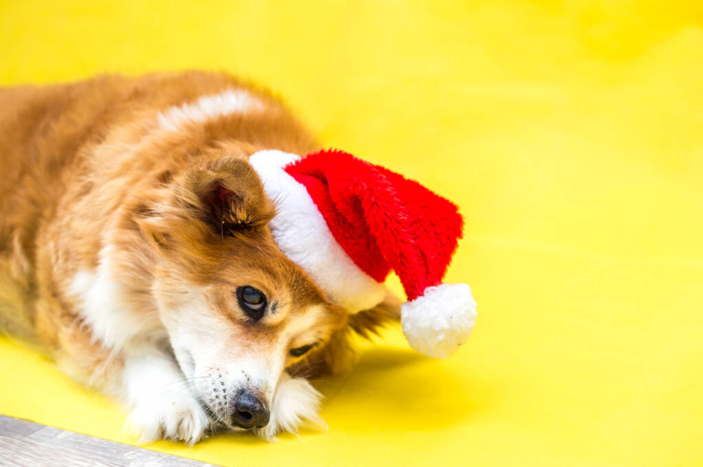 Detailní portrét psa na žlutém pozadí v klobouku Santa Clause. Nový rok 2021 - Fotografie, Obrázek