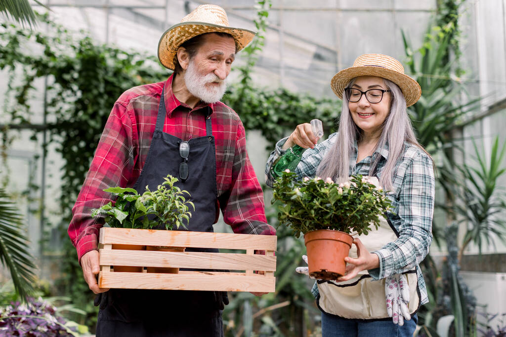Zahradní a zavlažovací koncepce. Usmívající se starší vousatý muž držící dřevěnou krabici s květináči, stojící ve skleníku se svou krásnou šedovlasou ženou, zalévající rostlinu rozprašovačem - Fotografie, Obrázek