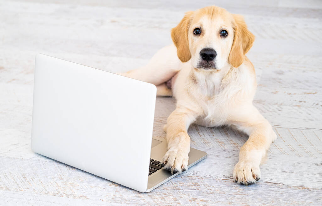 Hund mit Laptop auf dem Boden - Foto, Bild
