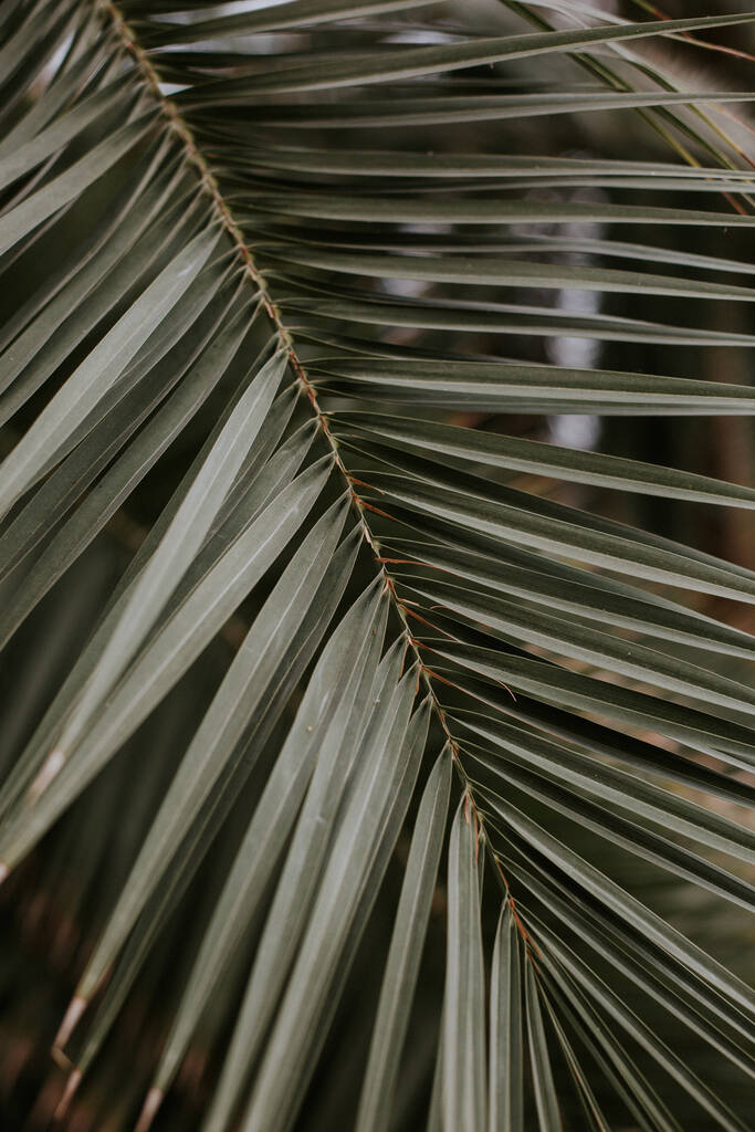 крупним планом знімок зеленого пальмового листя з темним фоном
 - Фото, зображення
