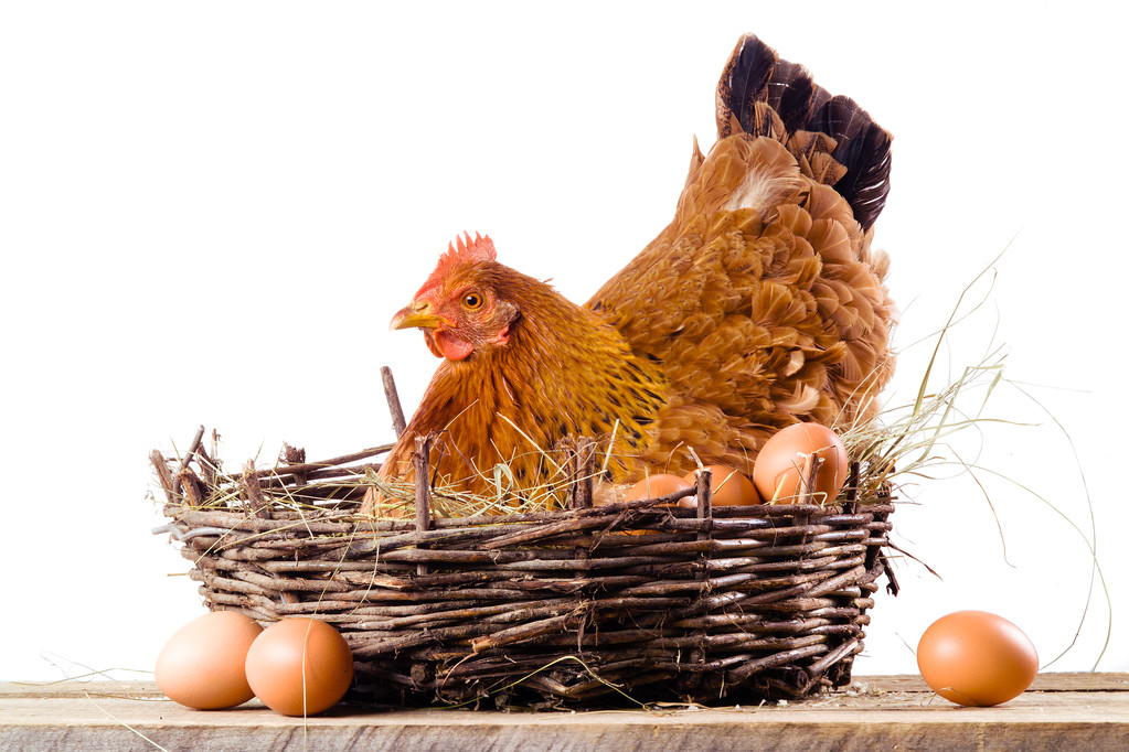 kuře v hnízdě s vejci izolovaných na bílém - Fotografie, Obrázek