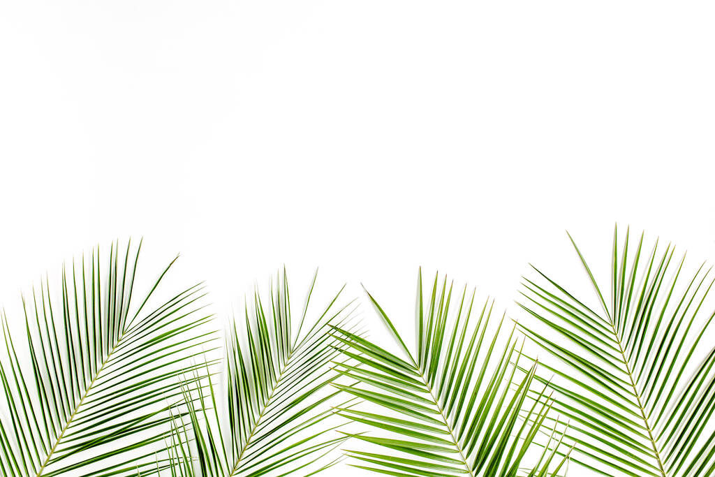 Beyaz arka planda tropik yeşil palmiye yaprağı. düz yatış, üst görünüm - Fotoğraf, Görsel