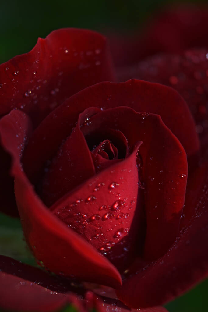 Un macro plano vertical de una rosa roja florecida con gotas de agua en los pétalos - perfecto para el fondo - Foto, imagen