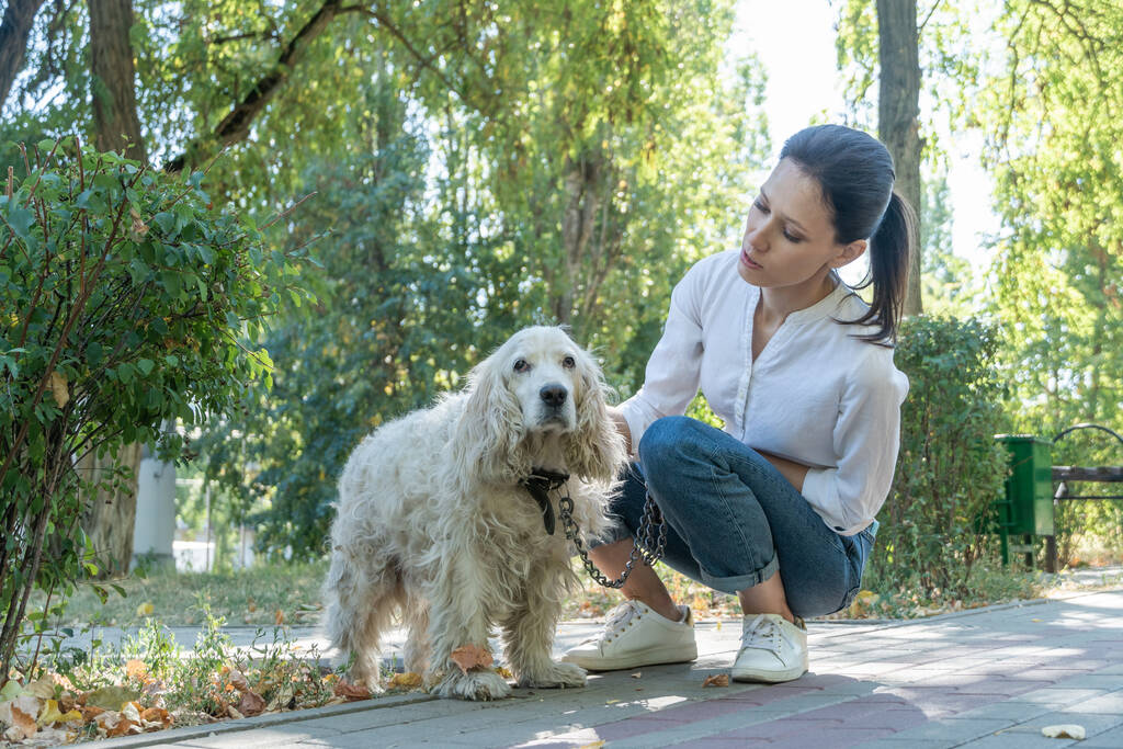 Yaşlı köpek spaniel, güneşli bir günde dışarıda çekici genç bir bayanla birlikte. Aile Hayvanlarının Yaşam Serisi Günü - Fotoğraf, Görsel
