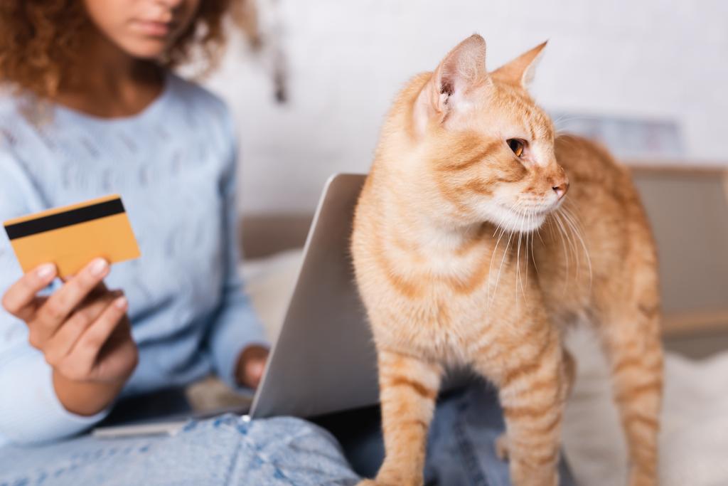 Enfoque selectivo de gato tabby de pie cerca de la mujer con tarjeta de crédito y portátil en casa  - Foto, Imagen