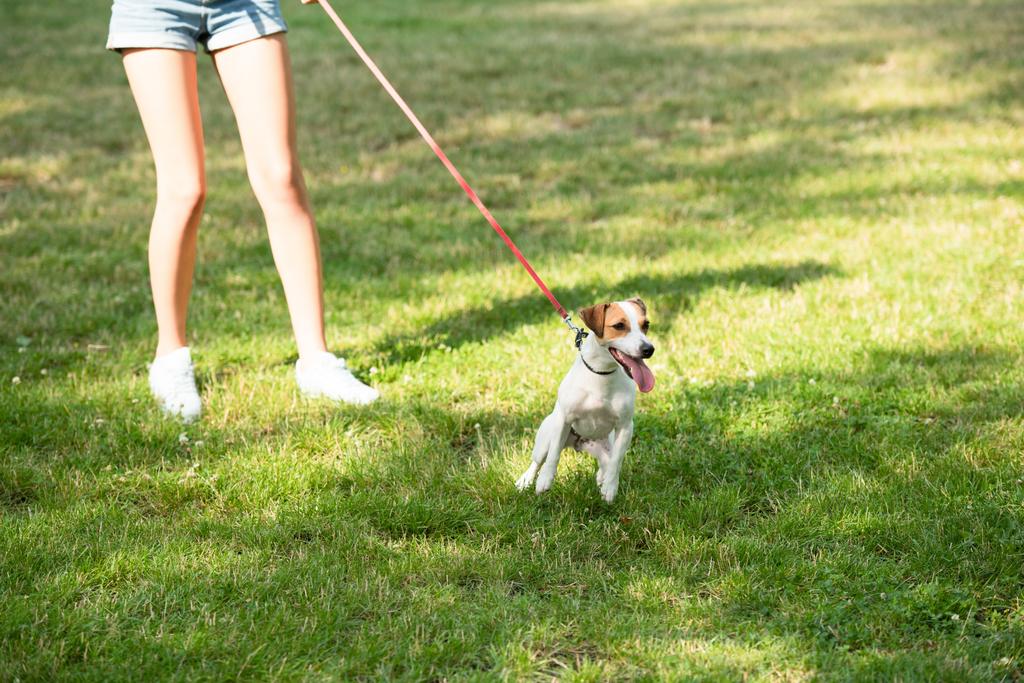 Ausgeschnittener Blick auf junge Frau, die Jack Russell Terrier-Hund an der Leine hält - Foto, Bild