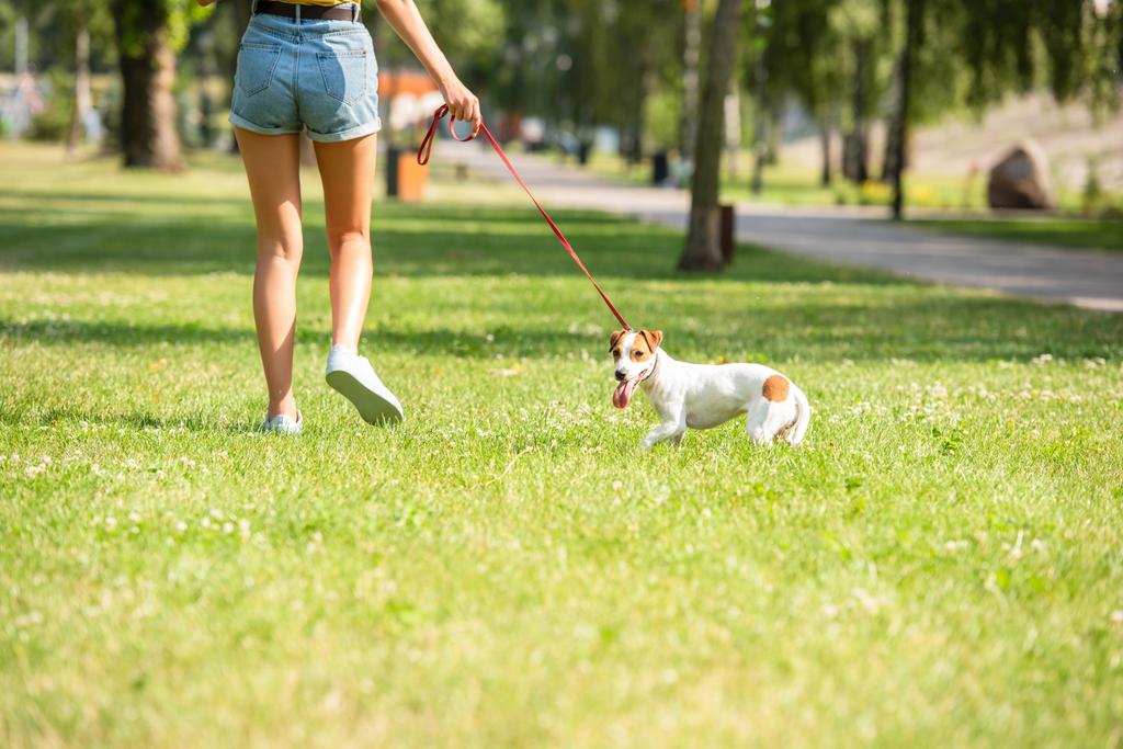 Vista ritagliata di giovane donna che cammina con jack russell terrier cane - Foto, immagini