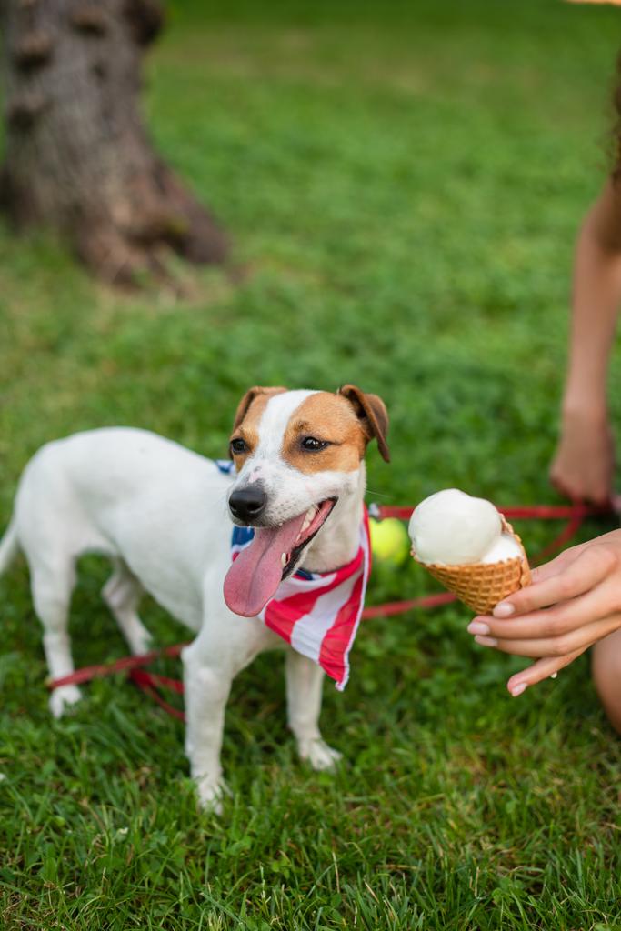 アメリカの国旗バンダナで犬にアイスクリームを与える若い女性の作物ビュー - 写真・画像