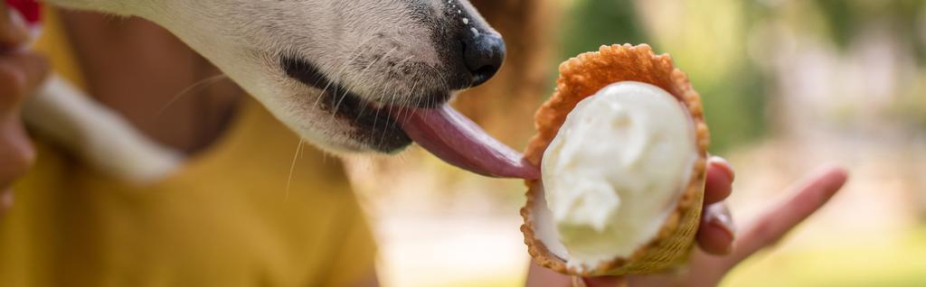 ジャック・ラッセルの横のイメージおいしいアイスクリームを舐めるテリア犬 - 写真・画像