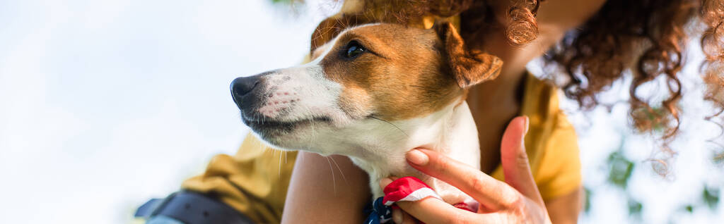 przycięty widok kobiety gospodarstwa Jack Russell terrier pies, koncepcja panoramiczna - Zdjęcie, obraz