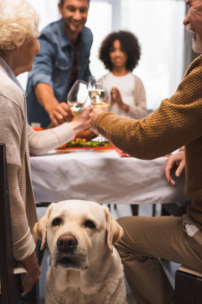 селективный фокус золотистого ретривера возле мультикультурной семьи звон бокалов белого вина во время праздничного ужина - Фото, изображение