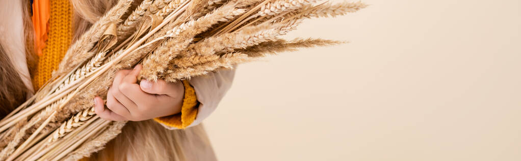 Sonbahar kıyafetli şık sarışın kızın bej rengi, panoramik çekimlerde izole edilmiş buğday başaklarıyla görüntüsü. - Fotoğraf, Görsel