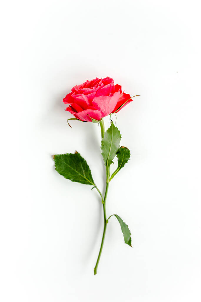 Rote Rose auf weißem Hintergrund. Minimales Frühlingsfloralmuster. Flache Lage, Draufsicht. - Foto, Bild