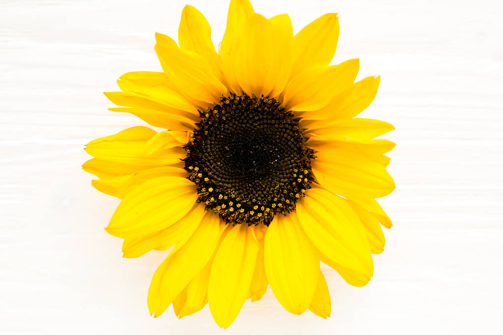 Sunflower isolated on white background. Flat lay, top view - Photo, Image