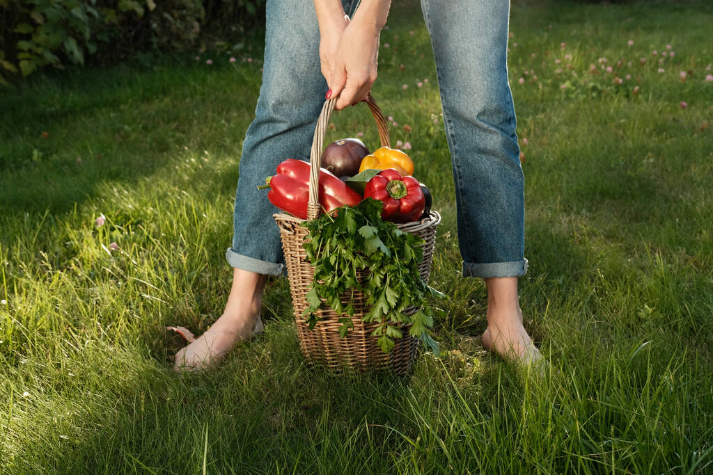 Жінка в синіх джинсах тримає корзину з осінніми урожаями Peppers, Cucumbers, Eggplants, Parsley і Tomatoes на зеленому тлі трави. Концепція садівництва та жнив. - Фото, зображення