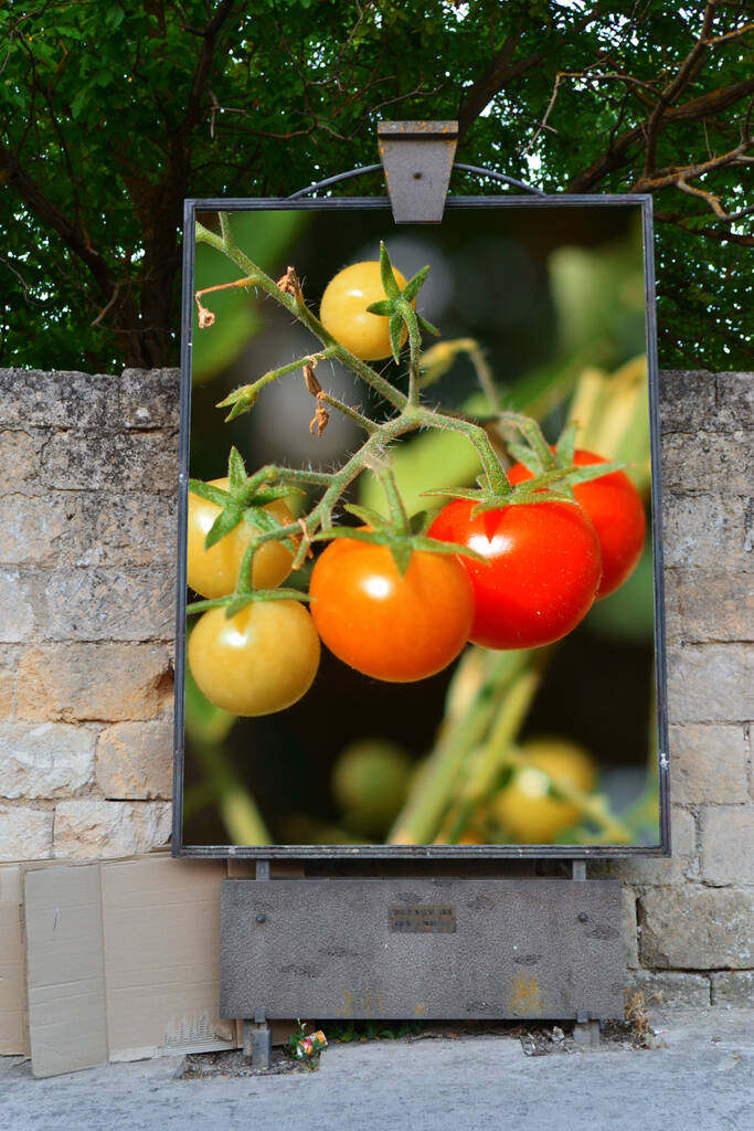 Panneau d'affichage pour affichage. Tomates cerises fraîches et biologiques. - Photo, image