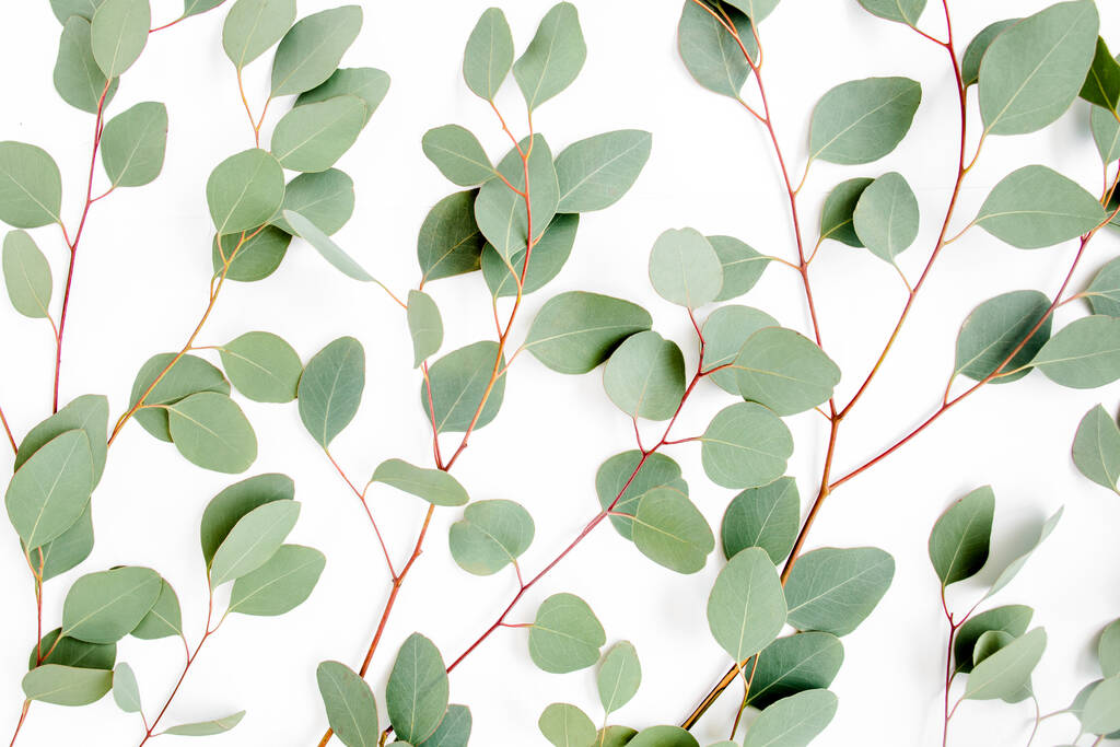 Kuvio vihreät lehdet eukalyptus populus eristetty valkoisella pohjalla. Tasainen, ylhäältä - Valokuva, kuva