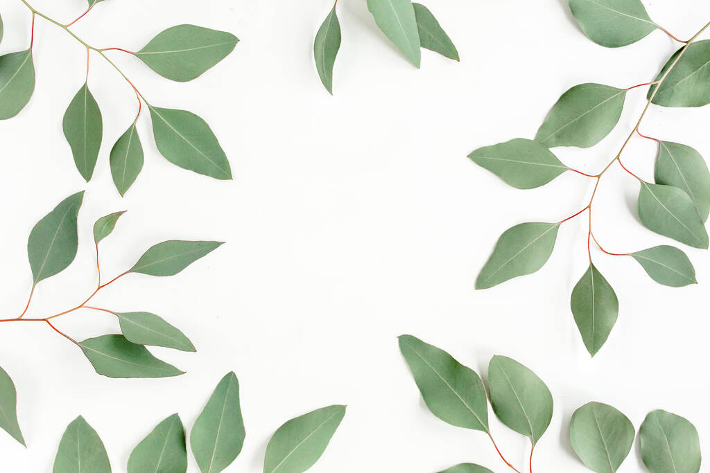 Kehys vihreät lehdet eukalyptus populus eristetty valkoisella pohjalla tyhjällä tekstillä. Tasainen, ylhäältä - Valokuva, kuva