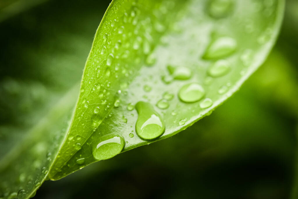 Σταγόνες σε πράσινο φύλλο κοντινό πλάνο, Φύση φόντο - Φωτογραφία, εικόνα