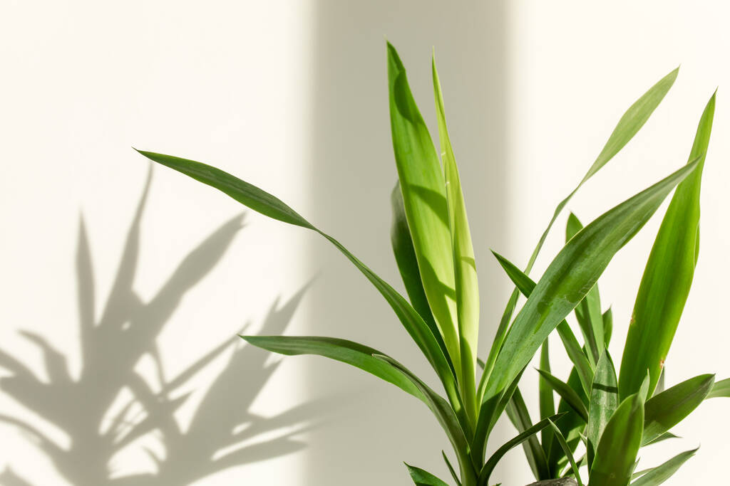 palm yucca i cienie na białej ścianie - Zdjęcie, obraz